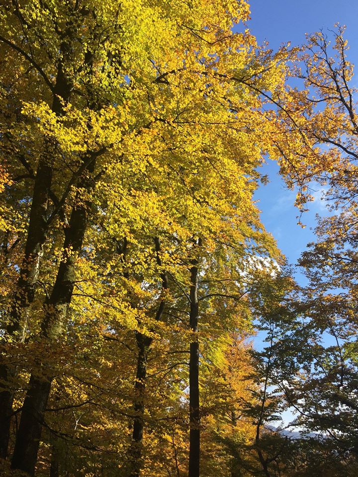 Herbstbäume im Schwarzwald.