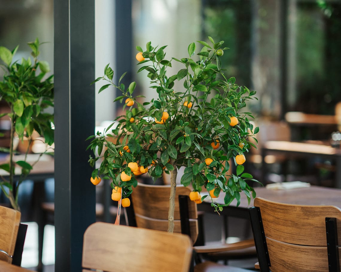 Sonniger und moderner Wintergarten mit Pflanzen